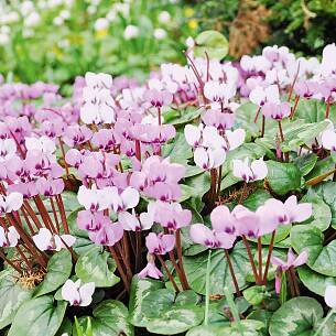 Wenn Frühlingsalpenveilchen (Cyclamen coum) ungestört wachsen, vermehren sie sich ganz von alleine.