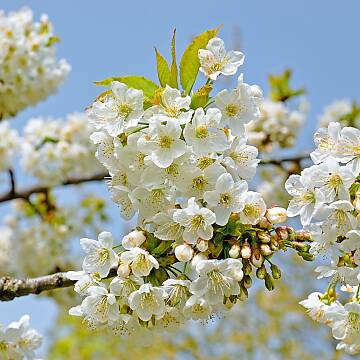 Kirschblüten, Boten des Frühjahrs