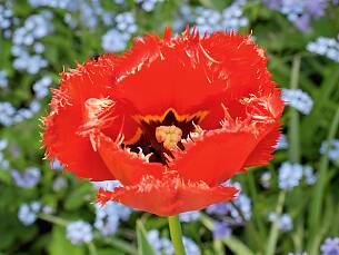 Tulpen sind in fast allen Gärten anzutreffen, in Persien schon vor 1.000 Jahren.