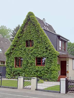 Vollständig bewachsene Fassade mit Wildem Wein (Parthenocissus quinquefolia und Parthenocissus tricuspidata)