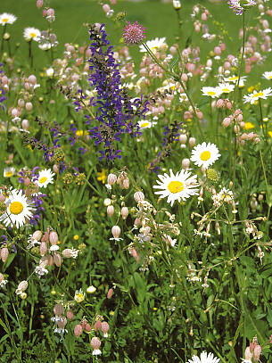 Violetter Wiesen-Salbei und weiße Margeriten blühen in Blumenwiesen gerne zusammen um die Wette.