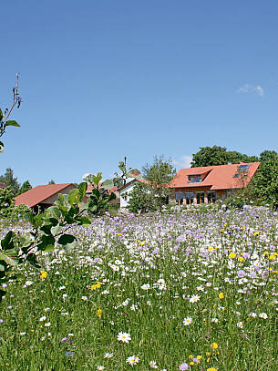 Eine Wiese steht sinnbildlich für natürliche Harmonie. Ist der Boden nährstoffreich, gelingt das im eigenen Garten am besten mit einer Frisch- oder Fettwiese.