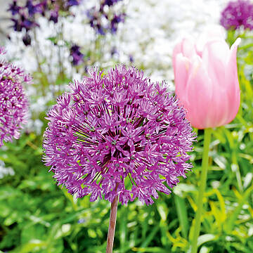 Es scheint, als versprühe ein Blumenbeet im Mai pure Lebensfreude.