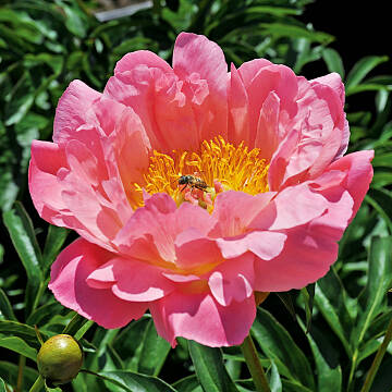 Die Strauch-Pfingstrose (Paeonia × hybrida) ist eine Schönheit aus Tibet und dem Norden Chinas. Sie mag es warm und sonnig und beansprucht einen mineralischen sowie wasserdurchlässigen Boden.