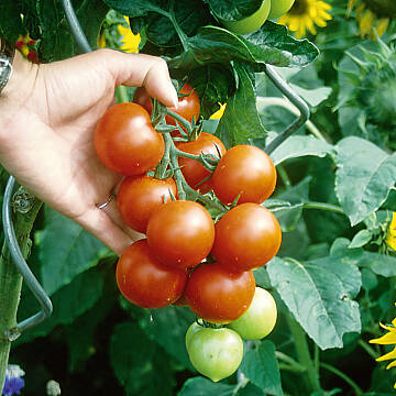 Köstliches Aroma: Tomaten aus eigenem Anbau