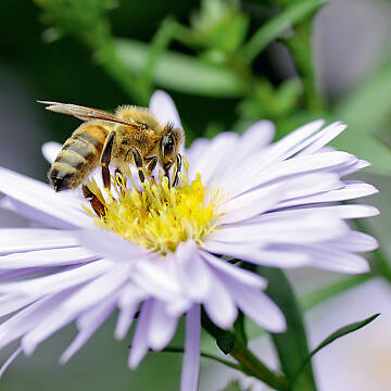 Eine Honigbiene saugt Nektar und bestäubt dabei unbeabsichtigt die Blüte einer Glattblattaster.