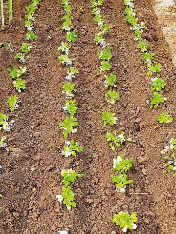 Feldsalat-Jungpflanzen auf Dammkultur.