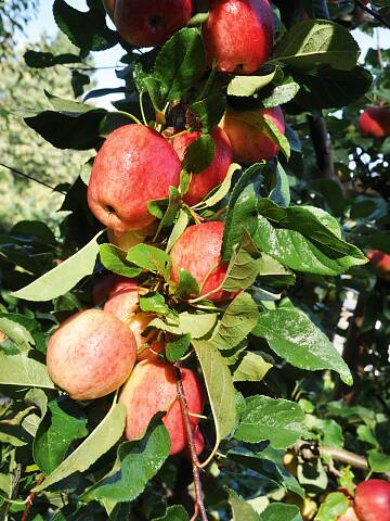 Vorsicht Druckstellen: Späte Apfelsorten vertragen leichte Fröste, aber kein Anfassen, wenn sie gefroren sind.