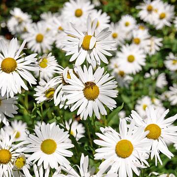 Oktobermargeriten (Chrysanthemum serotinum) wachsen hoch hinaus – bis zu zwei Meter.