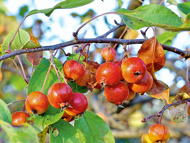 Zieräpfel sind robuste Schmuckstücke und bleiben lange am Baum hängen. Vorausgesetzt, sie werden nicht von Drosseln & Co. als Futterquelle entdeckt.