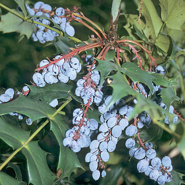 Die blauen Beeren der Mahonie sind reich an Vitamin C.