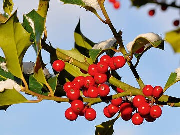 Die Stechpalme oder Hülse (Ilex aquifolium) gilt wegen der wintergrünen Blätter in vielen Kulturen als Symbol ewigen Lebens.