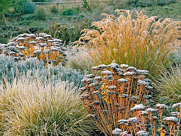 Ziergräser sind die Stars im Herbstgarten und halten auch im Winter die Stellung. Dazu passen gut die Blütenstände der Fetthenne (Sedum telephium).