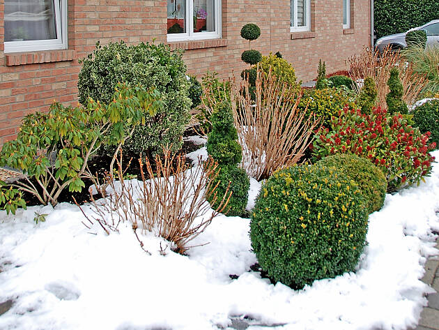 Ob frei wachsend oder in Form geschnitten – immergrüne Pflanzen dürfen im Winter im Garten auf keinen Fall fehlen.