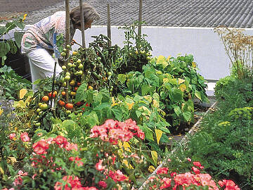 Eine Intensivbegrünung muss – wie ein richtiger Garten – gepflegt, gemäht und gegossen werden.
