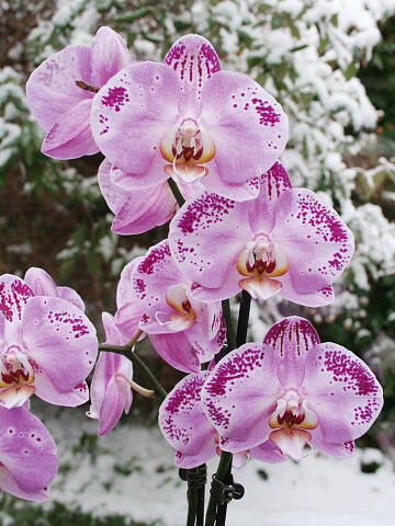 Phalaenopsis lassen das Zimmer im Winter erblühen.