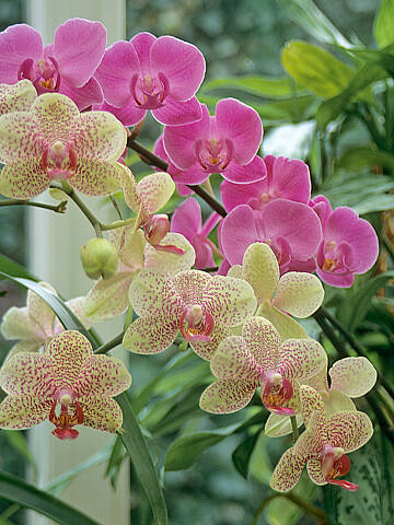 Schmetterlingsorchideen bezaubern in vielen Farben.