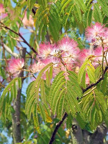 Im Juli und August verbreiten die Blüten des Seidenbaums exotisches Flair im Garten.