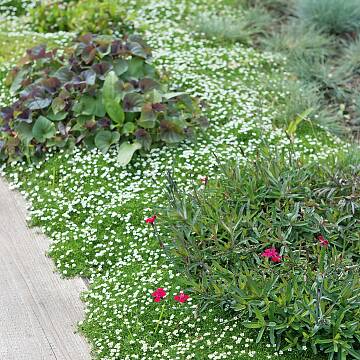 Gut als Bodendecker oder Rasenersatz: Sternmoos mit zahlreichen weißen Blüten von Juni bis August