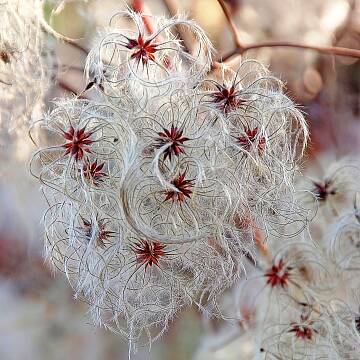 Die filigranen, schmucken Clematis-Fruchtstände bleiben den ganzen Winter über haften.