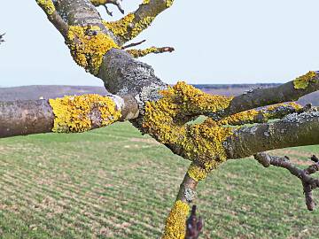 Müssen nicht entfernt werden: Gelbflechten am Apfelbaum