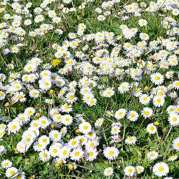 Hingucker: blühende Gänseblümchen (Bellis perennis) auf der Rasenwiese