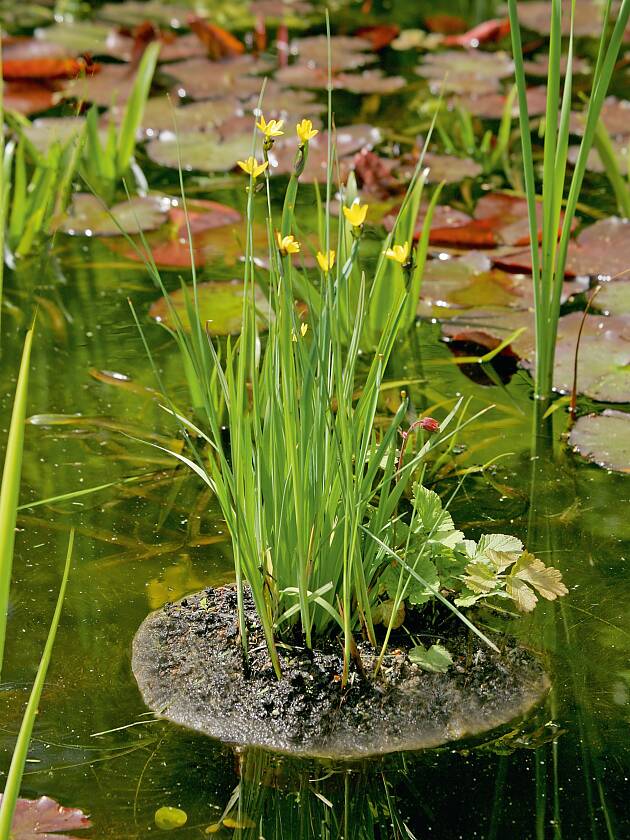 Es blüht mitten auf dem Teich.