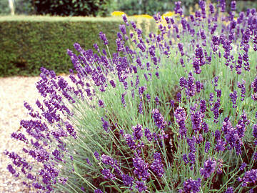 Lavendel richtig schneiden