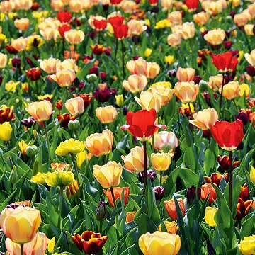Je nach Art und Sorte blühen Tulpen von März bis Ende Mai.