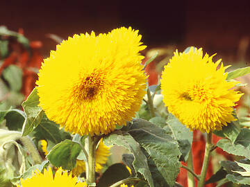 Pollenarm: die Zwerg-Sonnenblume ‘Gelber Knirps’