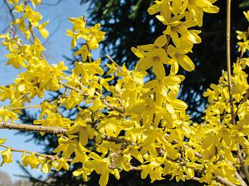 Forsythien werden alle drei Jahre direkt nach der Blüte ausgelichtet.