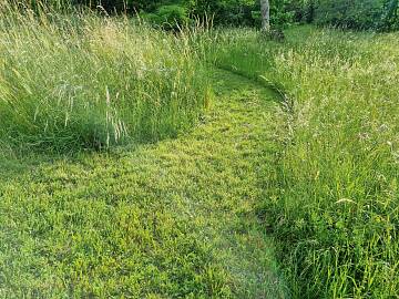 Rasen mähen: Ein grüner Weg strukturiert die Wiese.