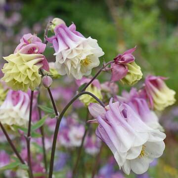Akeleien (Aquilegia) verzaubern mit ihrer Farbvielfalt.