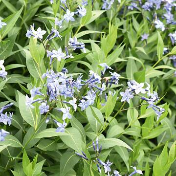 Garten August Blüht zartblau und ist eine wunderschöne Staude: der Röhrenstern oder Blausternbusch (Amsonia)