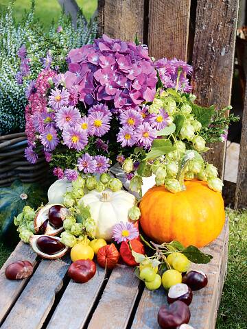 Ein herbstliches Arrangement mit Hortensien, Astern, Hopfen-Ähren, Kürbissen, Kastanien & Co.