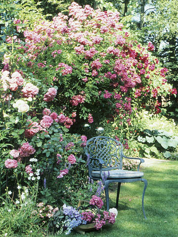 Herrlich: ein Sitzplatz unter Rosen!