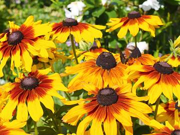 Garten November Schöner Blickfang im Beet: Rauer Sonnenhut