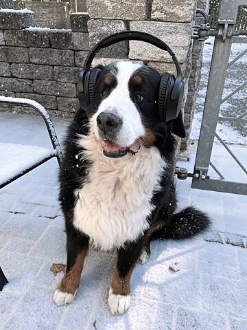 Monty mag keine Sylvester-Knaller.