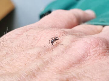 Die asiatische Tigermücke ist schwarz-weiß gestreift.