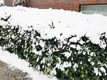 Unter schwerem Schnee können Zweige von immergrünen Pflanzen sehr schnell brechen – vorsichtiges Abschütteln schützt vor Astabbrüchen.