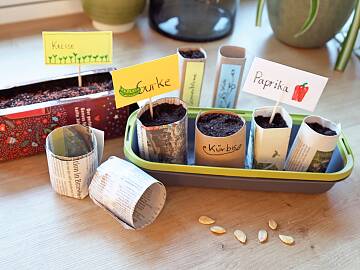 Tomaten- oder Kürbissamen werden einzeln oder zu zweit in Töpfe gesteckt. Kresse dagegen verteilt man flächig auf der Erdoberfläche.