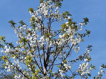 Gefüllt und weiß blühend: Die Zierkirsche (Prunus avium ‘Plena’) strahlt mit der Sonne um die Wette.