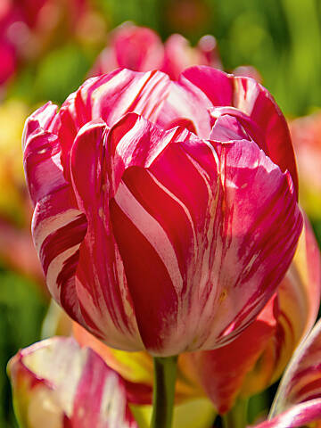 Tulpe ‘Sea of Lights’