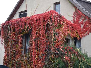 Der Zierwein hat im Sommer für Kühle im Haus gesorgt, jetzt leuchtet er in den schönsten Farben.