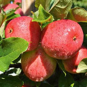 Beim Apfel wird zwischen Pflück- und Genussreife unterschieden.