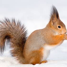 Eichhörnchen sitzt im Schnee im Park