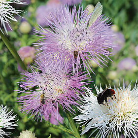 Bild 2: An großen Blüten der neuen Kornblumen-Mischung 'Aloha' laben sich gern Bienen und Hummeln.