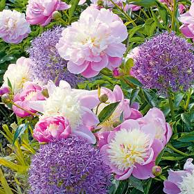 Eine reizvolle Kombination: Gefüllt blühende Pfingstrose in Rosa mit kugeligem Zierlauch in Violett