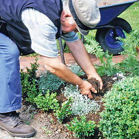 Rindenhumus oder Reifekompost verbessert den Boden.
