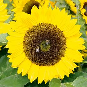 Längst eingebürgert, die Sonnenblume aus Amerika
